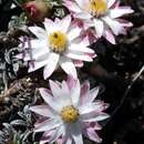 Imagem de Helichrysum praecurrens Hilliard