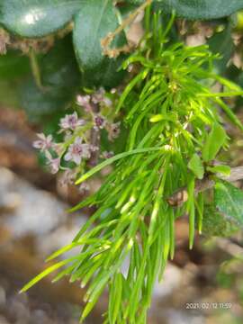 Image of Asparagus racemosus Willd.