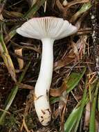 Sivun Russula bicolor Burl. 1913 kuva