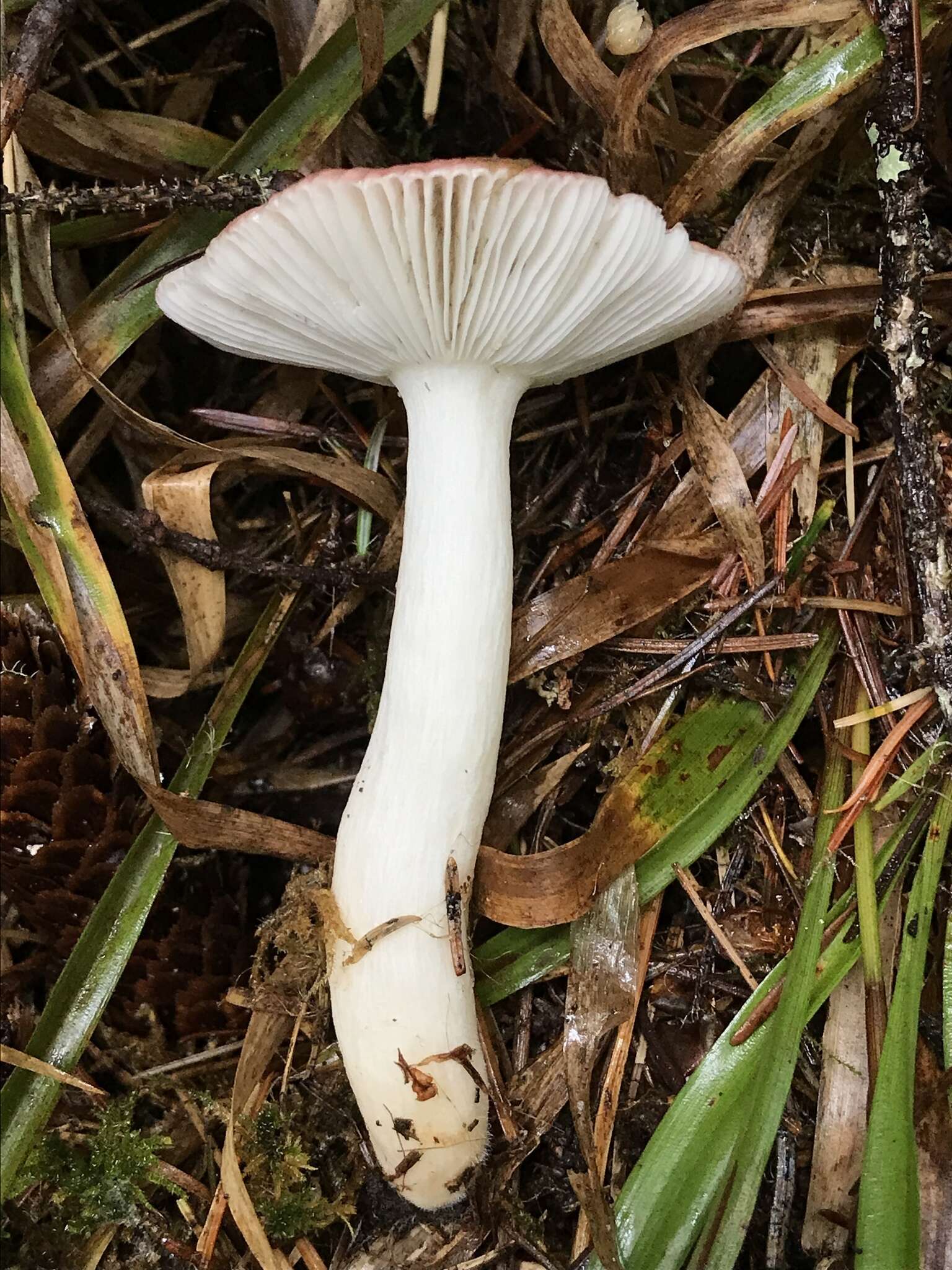 Image de Russula bicolor Burl. 1913