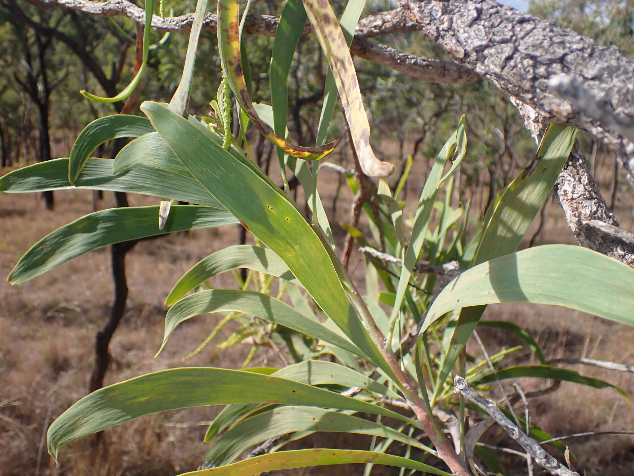 Image of Grevillea mimosoides R. Br.