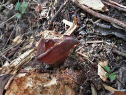 Imagem de Auricularia fuscosuccinea (Mont.) Henn. 1893