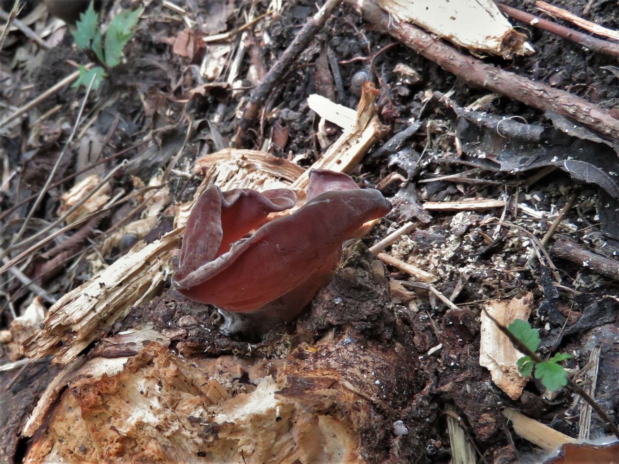 Image de Auricularia fuscosuccinea (Mont.) Henn. 1893