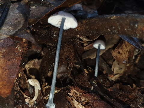 Image of Entoloma albidocoeruleum G. M. Gates & Noordel. 2007