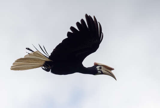 Image of Palawan Hornbill