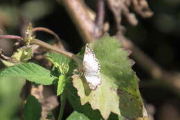 Image of Heliopetes omrina Butler 1870