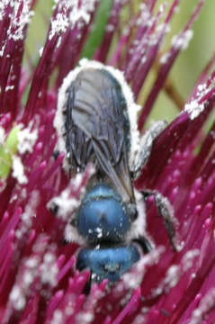 Image de Osmia chalybea Smith 1853