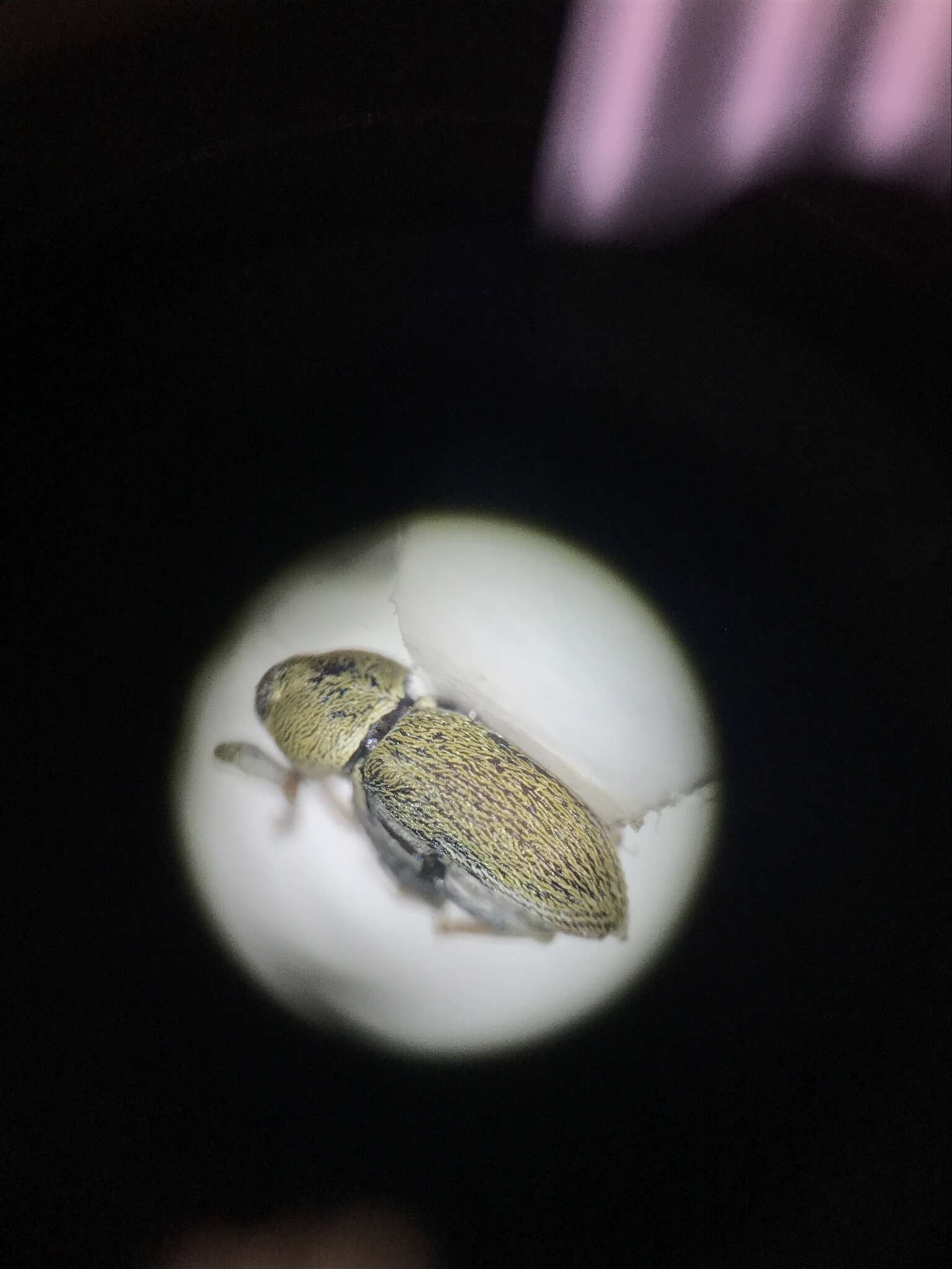 Image of Red Clover Seed Weevil