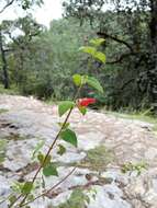 Imagem de Salvia disjuncta Fernald