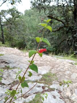 Sivun Salvia disjuncta Fernald kuva