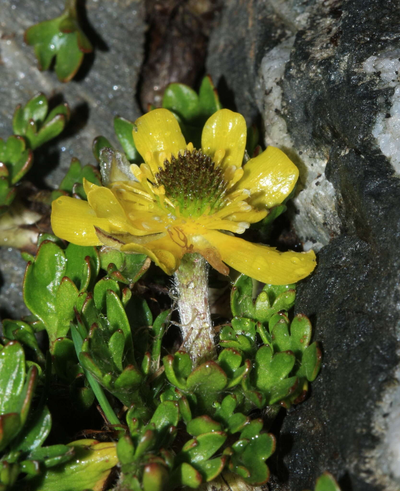 Image of Ranunculus pachyrrhizus Hook. fil.