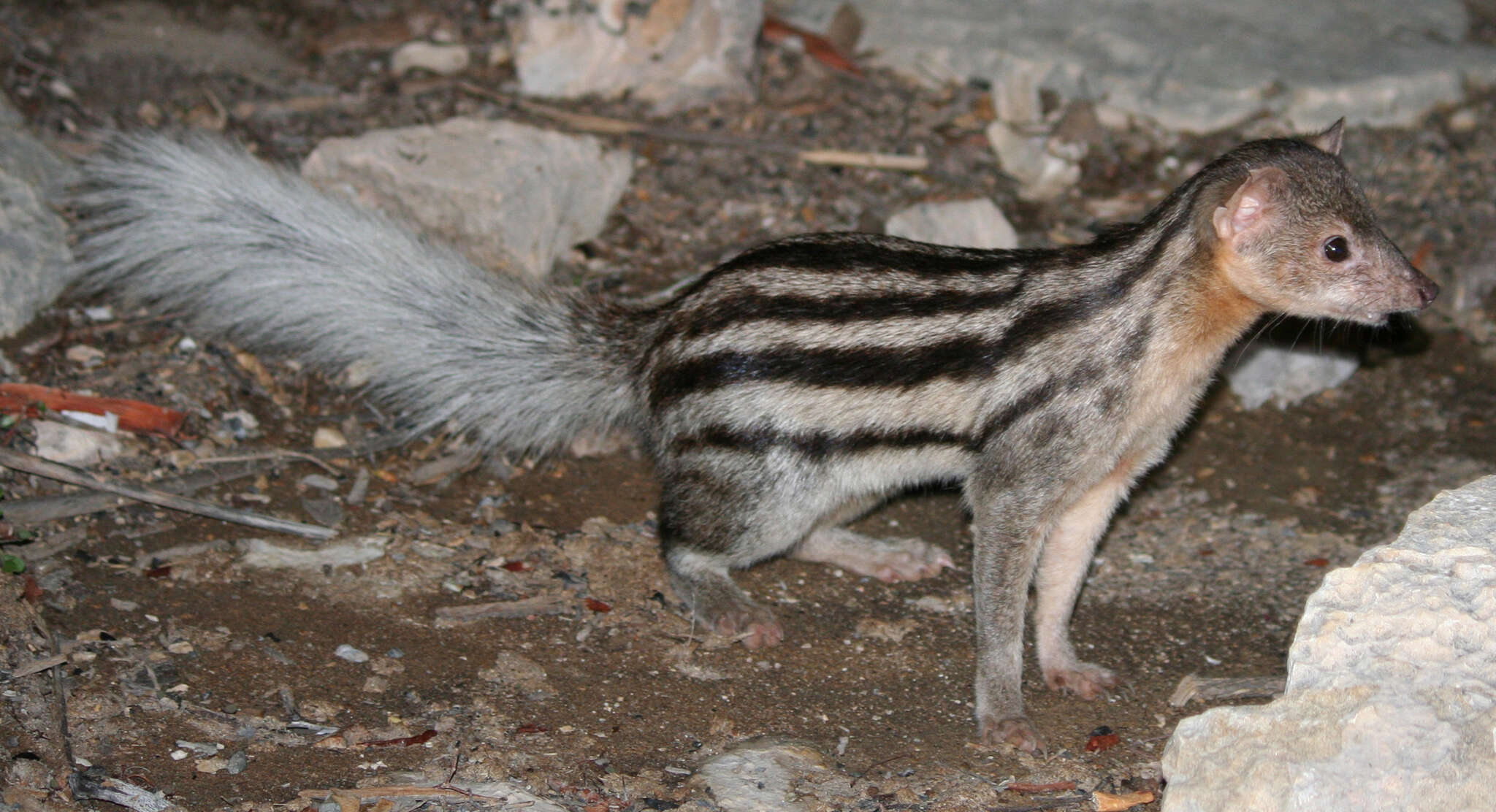 Image of Broad-striped Malagasy Mongoose