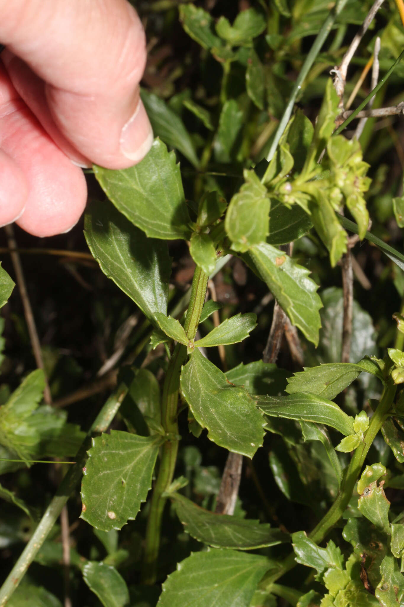 Image of Scrophularia frutescens L.