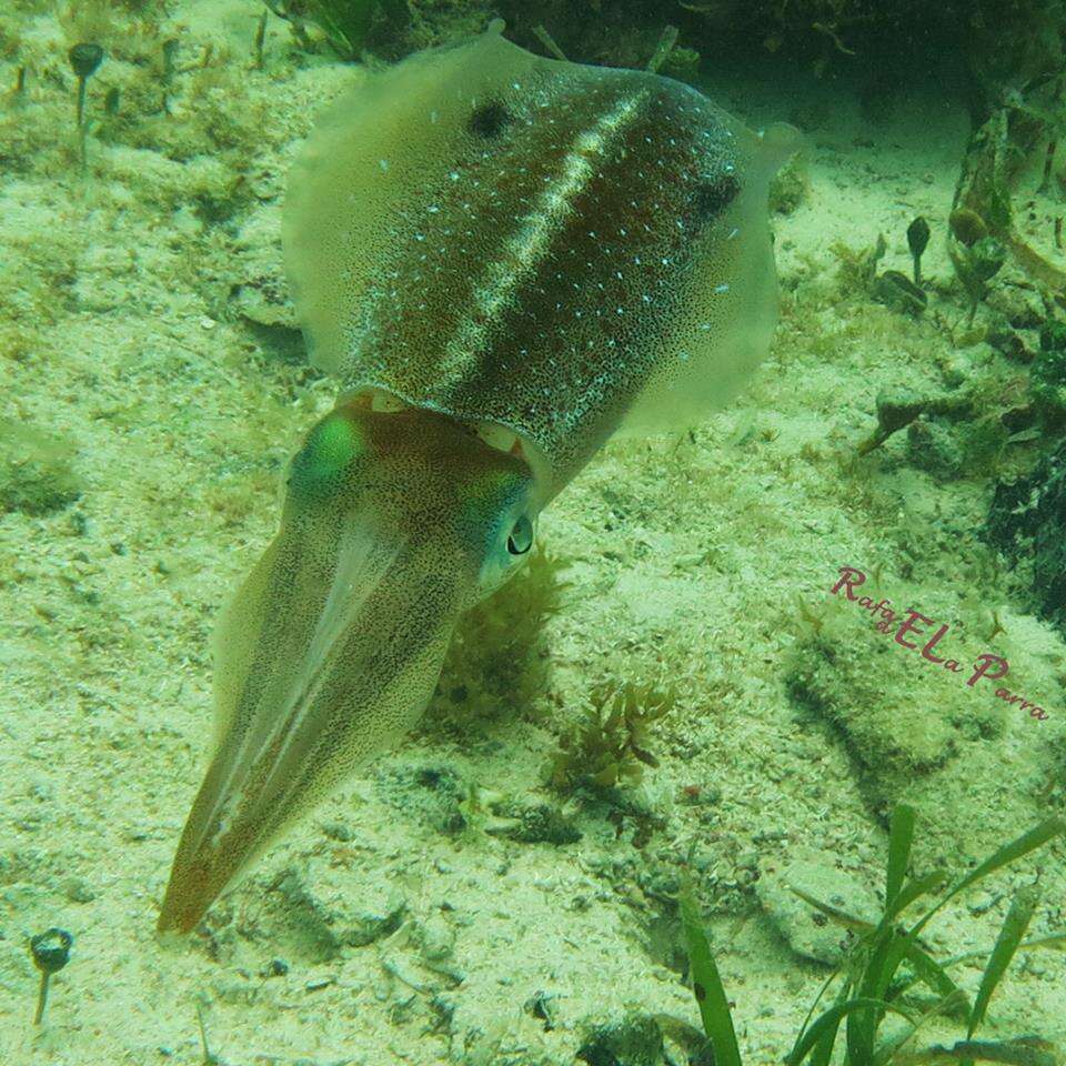 Image of Caribbean reef squid