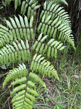 Image of Bird-Wing Tree Fern