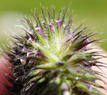 Image of Phleum alpinum subsp. rhaeticum Humphries