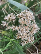 Ozothamnus argophyllus (A. Cunn. ex DC.) A. A. Anderberg resmi