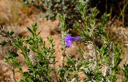 Image of Aptosimum albomarginatum Marl. & Engl.