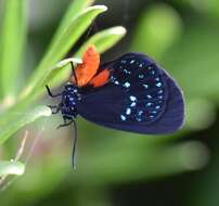 Слика од Eumaeus atala (Poey 1832)