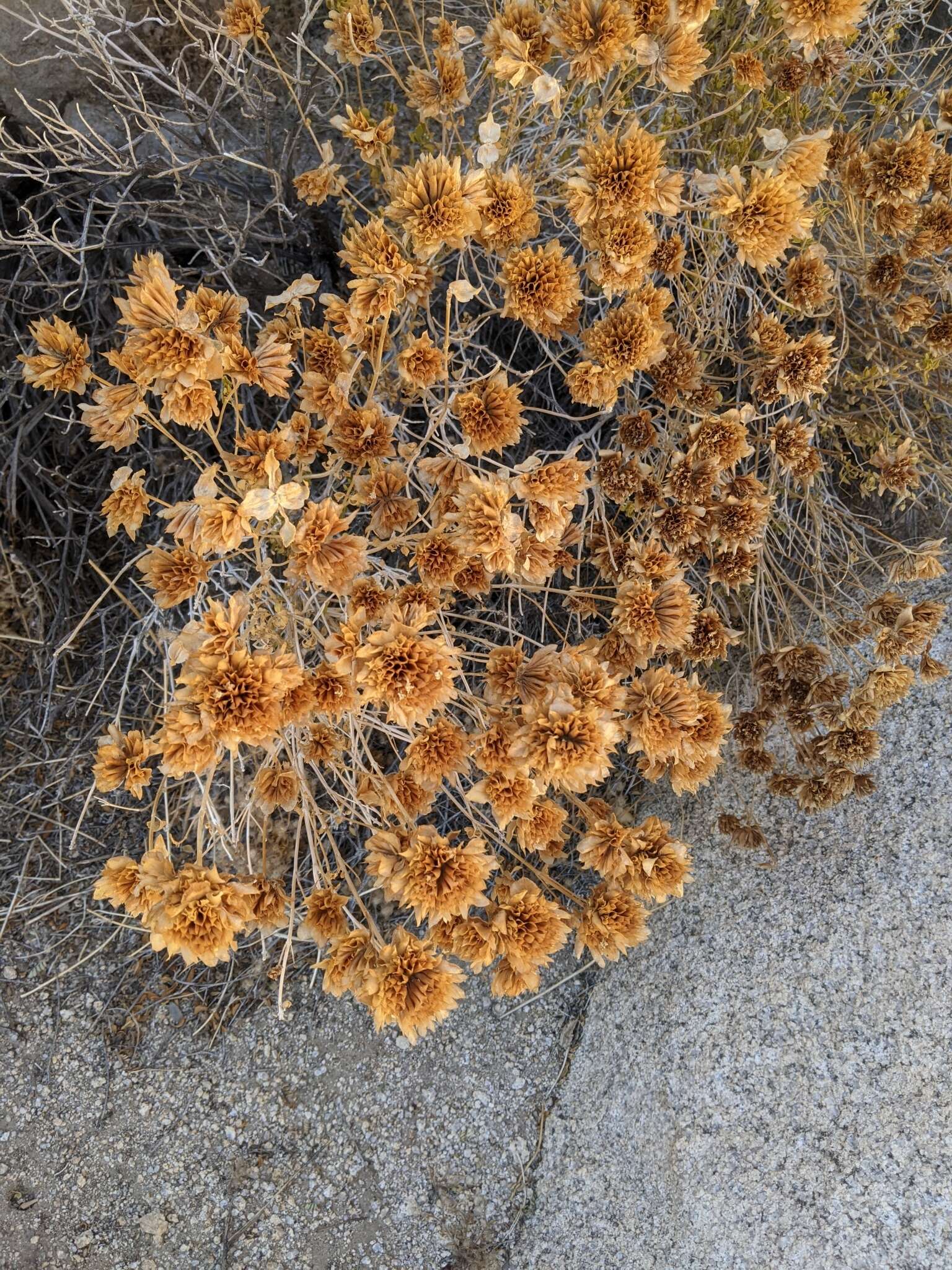 Image of Mojave sage