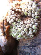 Image of Conophytum marginatum subsp. haramoepense (L. Bol.) S. A. Hammer