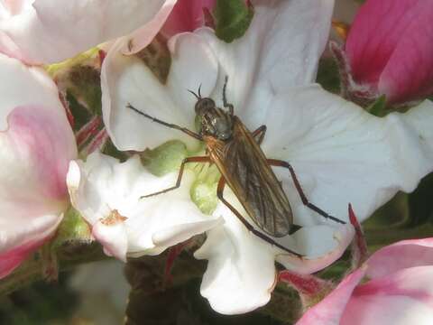 Image of Empis opaca Meigen 1804