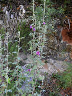 Image of Malva olbia (L.) Alef.