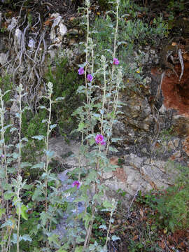 Image of Malva olbia (L.) Alef.