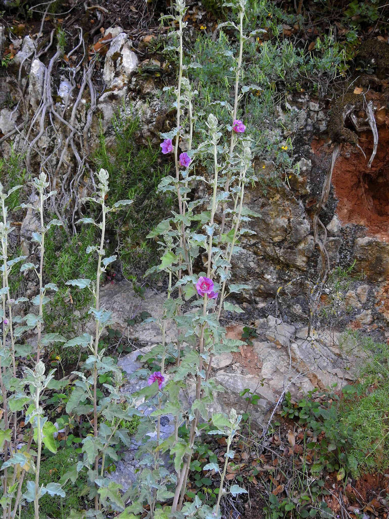 صورة Malva olbia (L.) Alef.