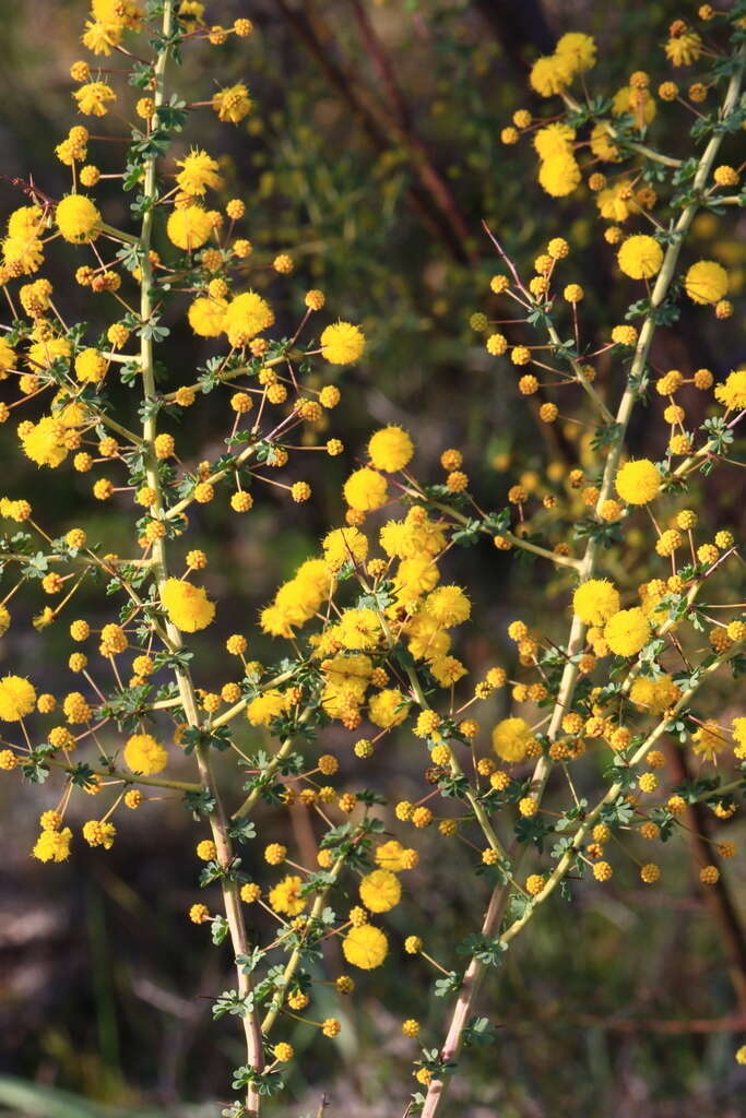 Acacia pulchella R. Br. resmi