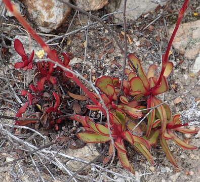 Image of Crassula atropurpurea (Haw.) D. Dietr.