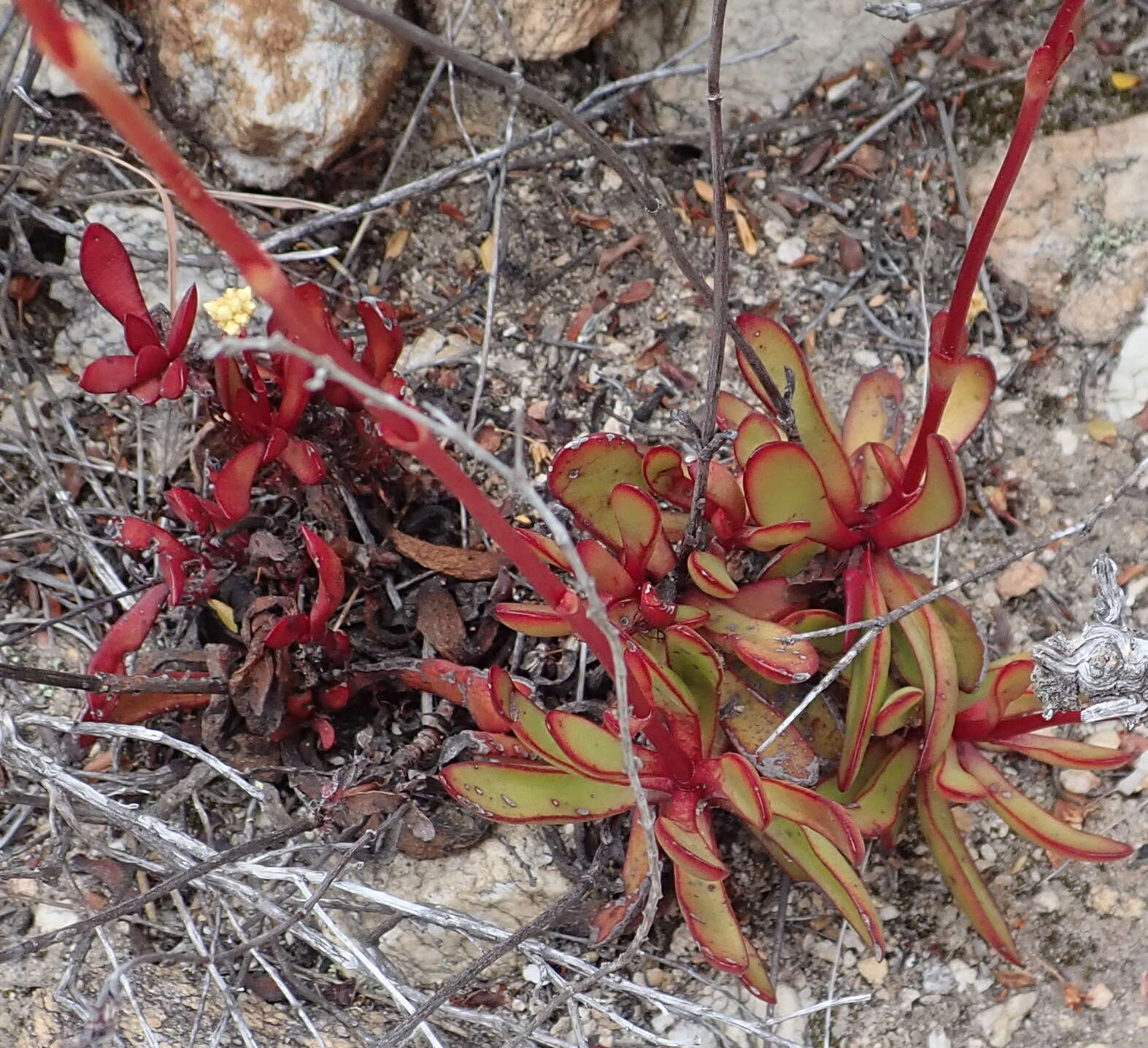 Image of Crassula atropurpurea (Haw.) D. Dietr.