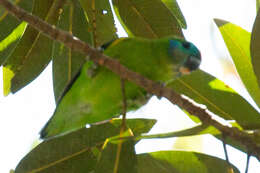 Image of Double-eyed Fig Parrot