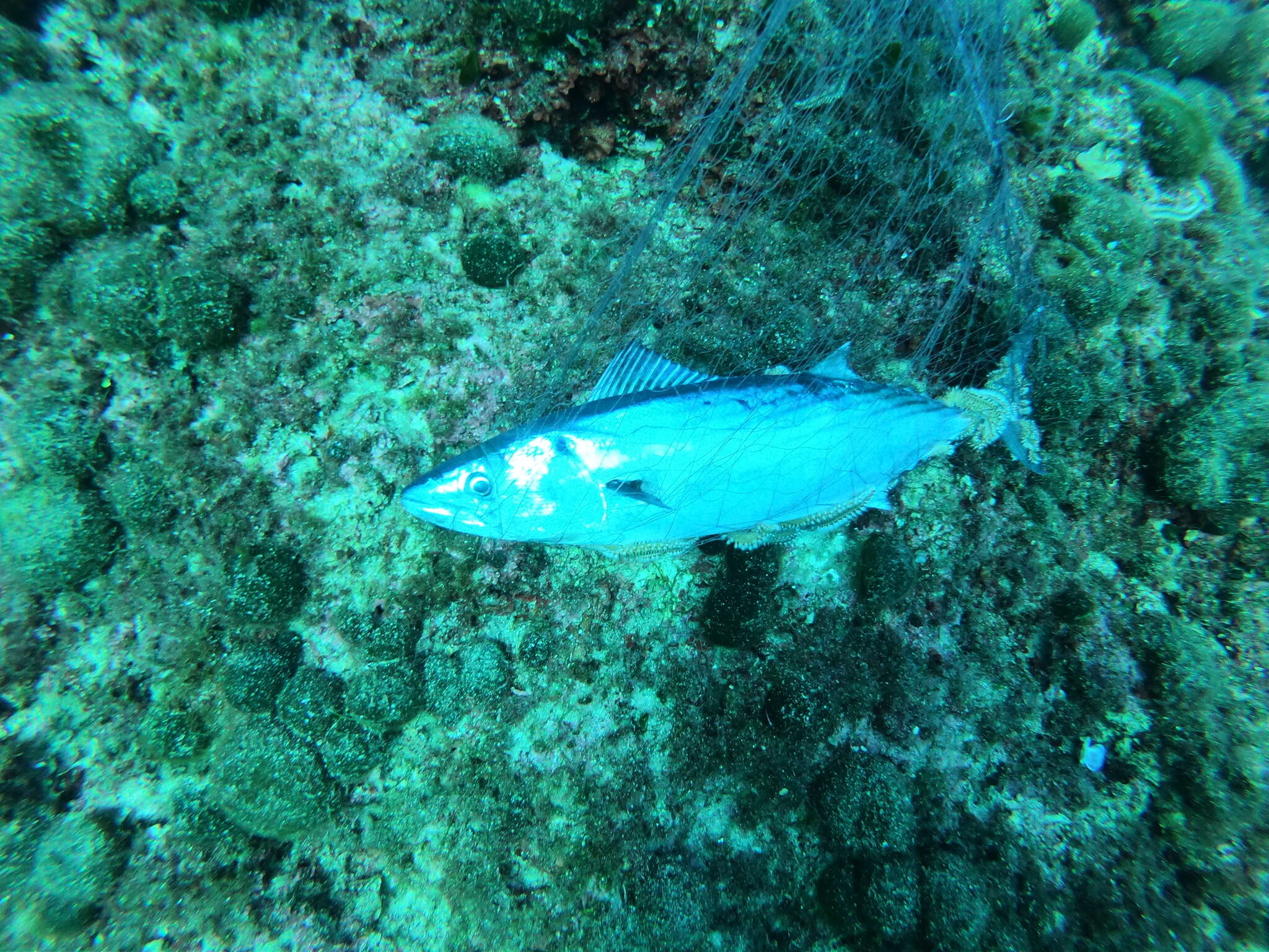 Image of Bonito