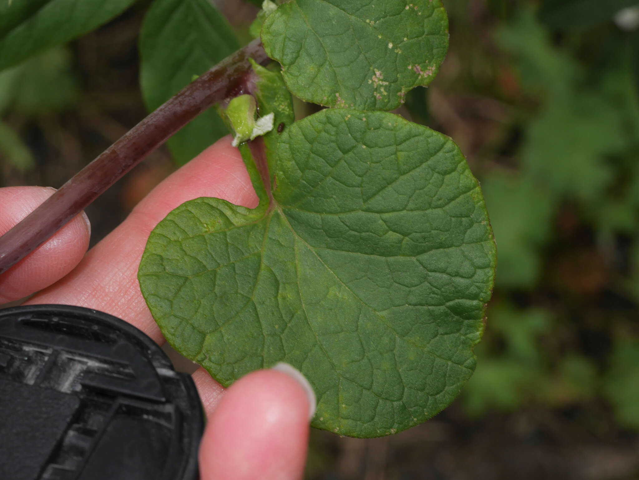 Image of Pericallis webbii (Sch. Bip.) C. Bolle