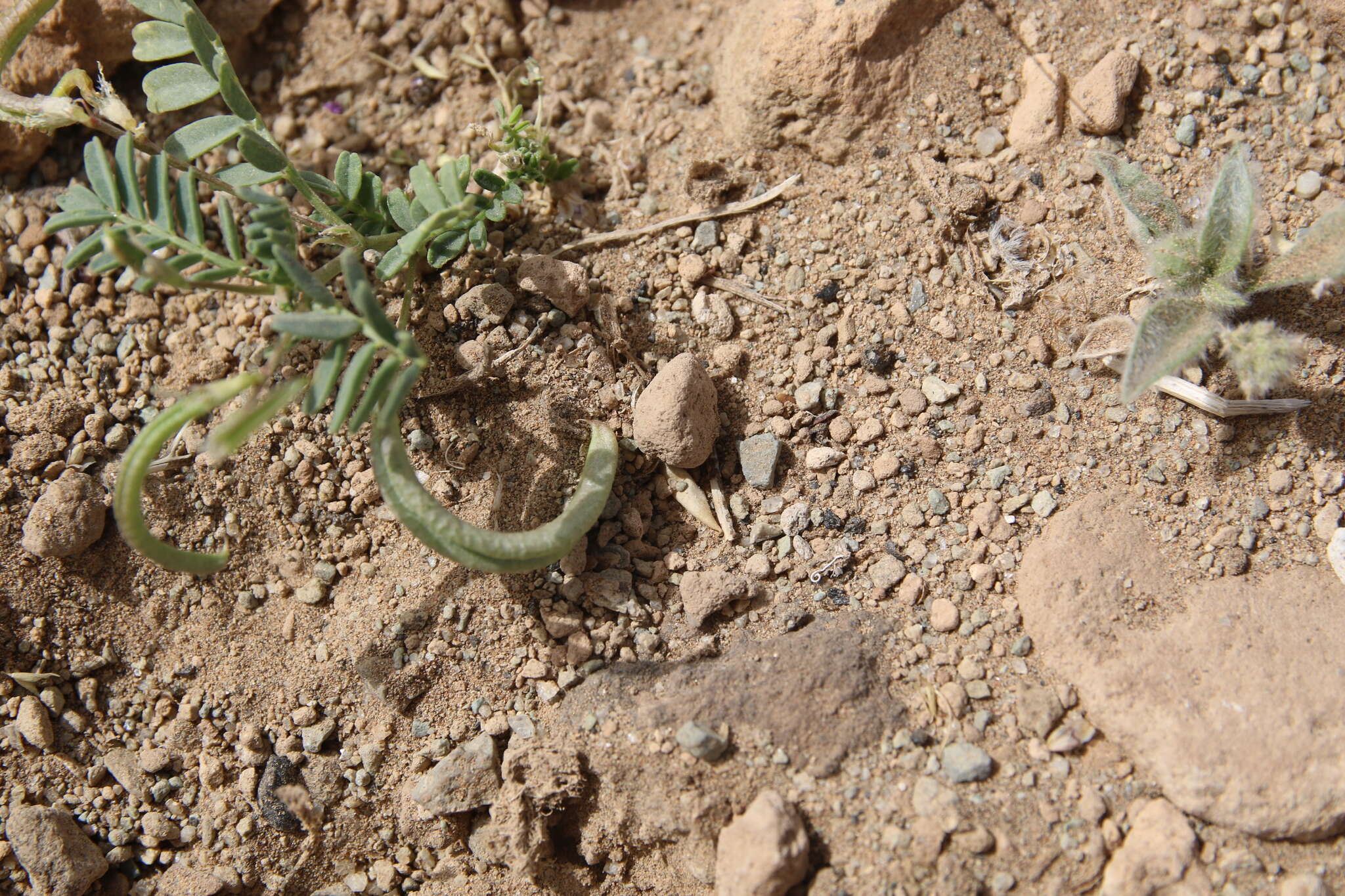 Astragalus crenatus Schult.的圖片