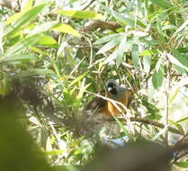 Image of Black-faced Monarch