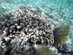 Image of Finger Coral