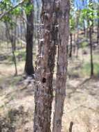 Image of Capparis canescens Banks ex DC.