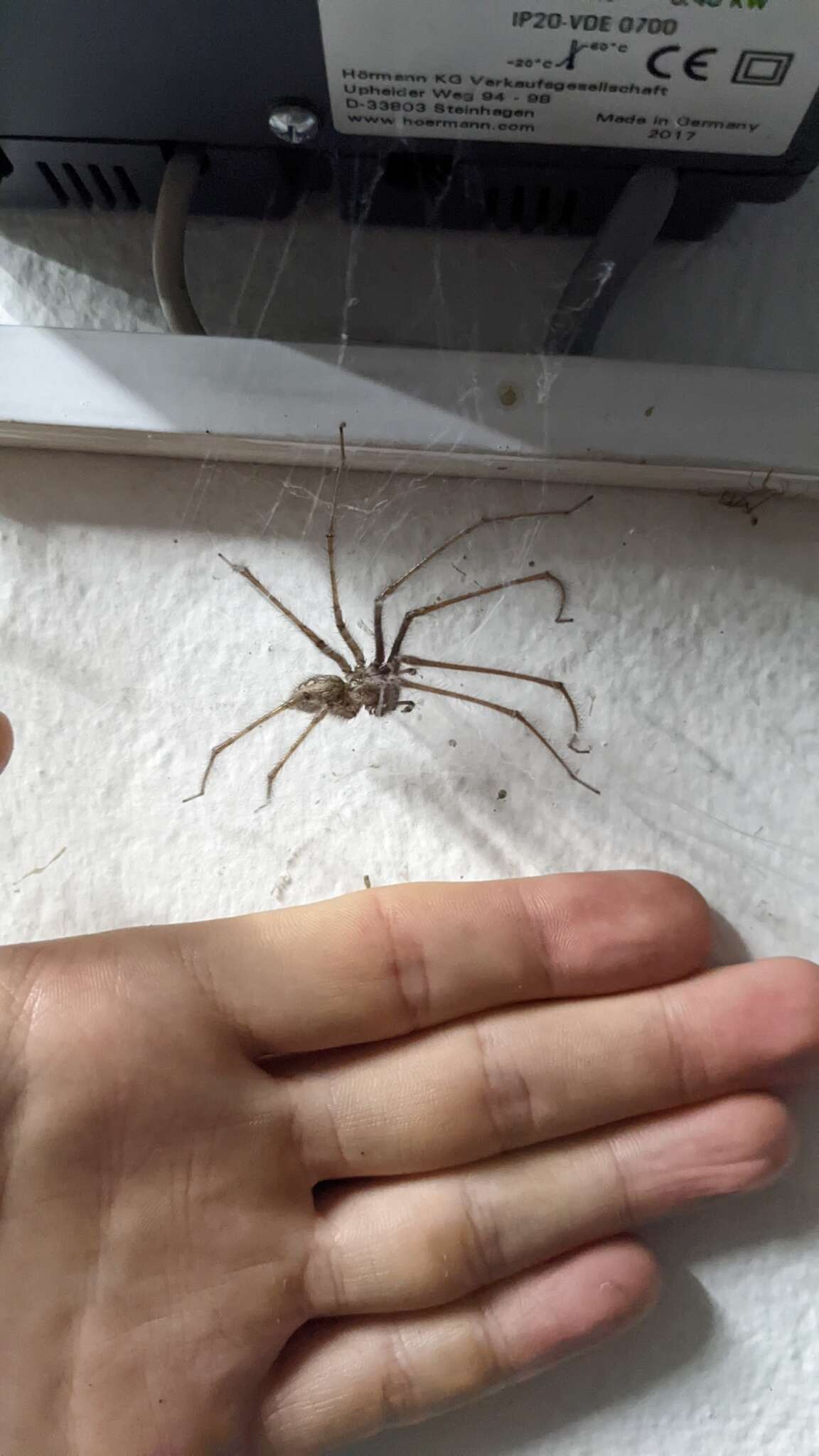 Image of cardinal spider