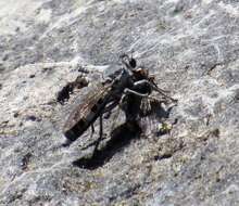 Image of Three-banded Robber Fly