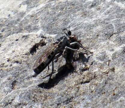 Image of Three-banded Robber Fly