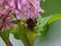 Слика од Bombus consobrinus Dahlbom 1832