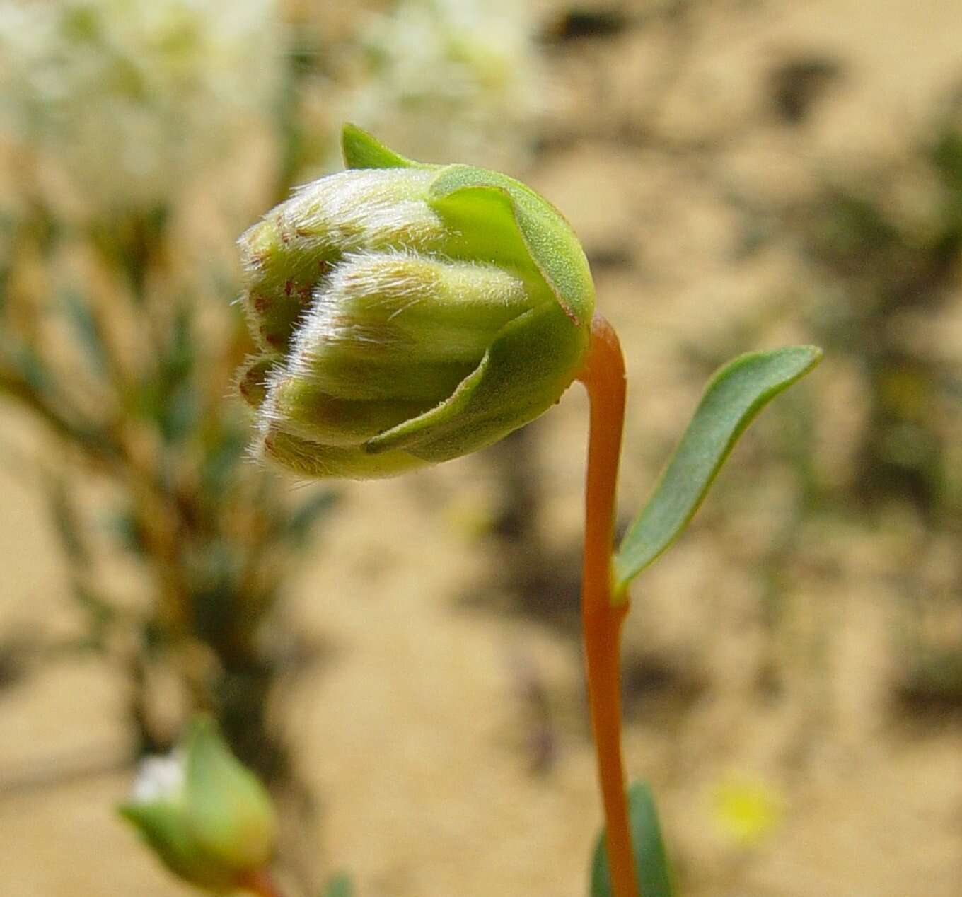 Image of Pimelea angustifolia R. Br.