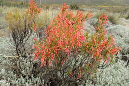 Image of <i>Erica <i>curviflora</i></i> var. curviflora