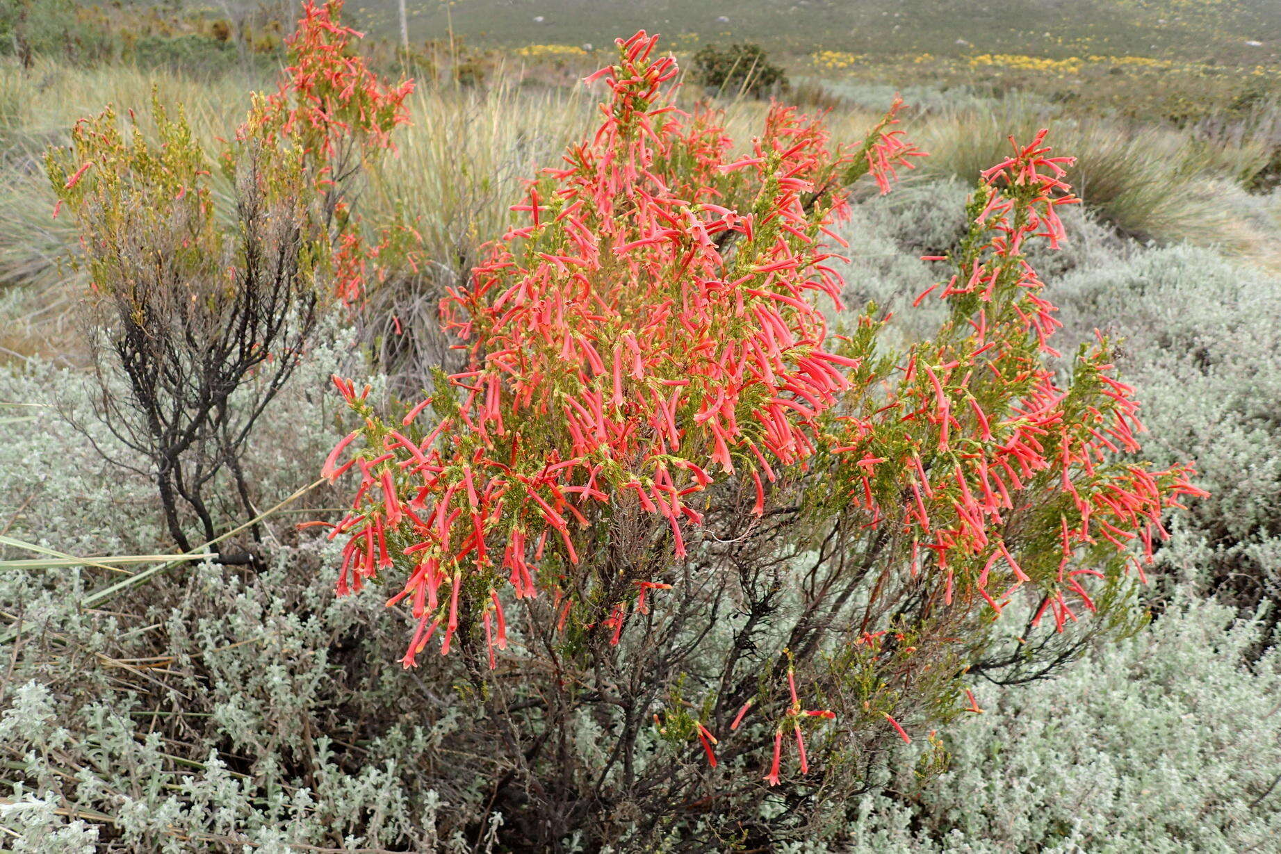 Imagem de <i>Erica <i>curviflora</i></i> var. curviflora