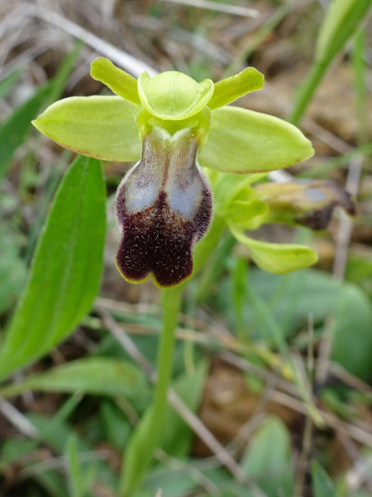 Image of Dark bee orchid