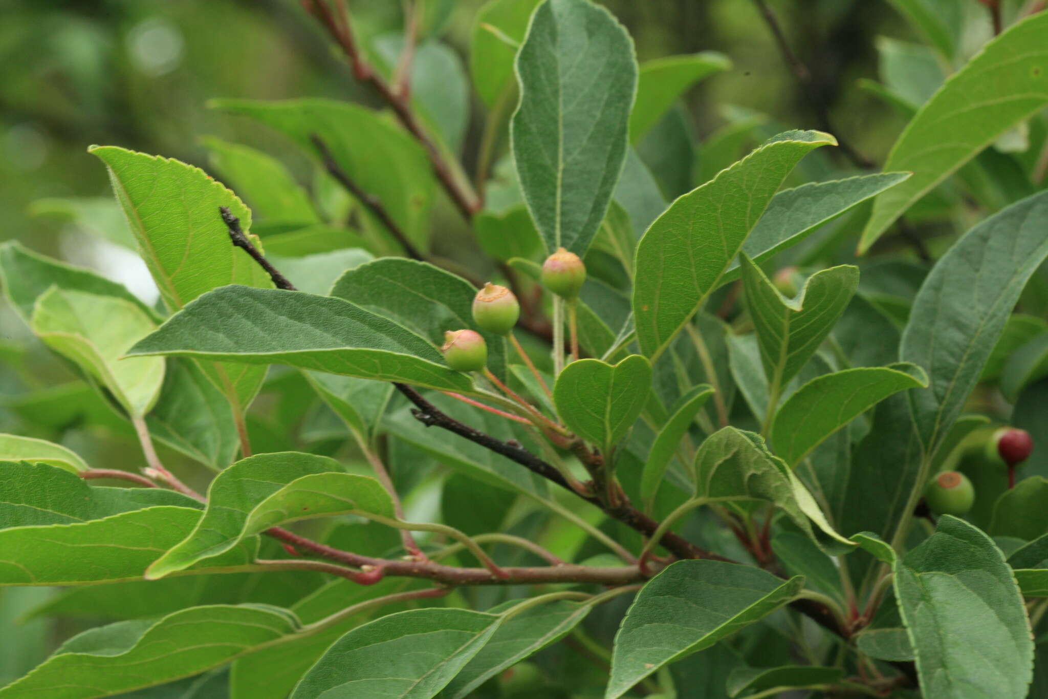 Image of <i>Malus mandshurica</i> var. <i>sachalinensis</i>