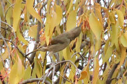 Image of Crescent Honeyeater