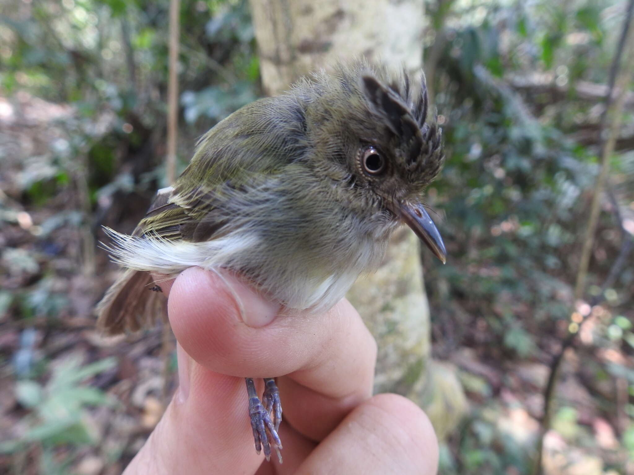 Image of Long-crested Pygmy Tyrant